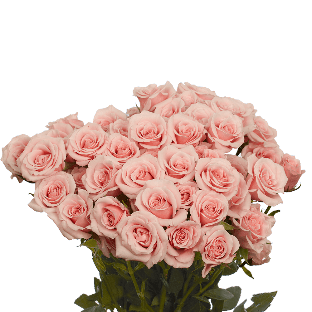 GlobalRose 200 Fresh Cut Pink Spray Roses , Fresh Flowers For Birthdays, Weddings or Anniversary.